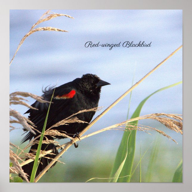 Póster Poster de las aves negras (Frente)