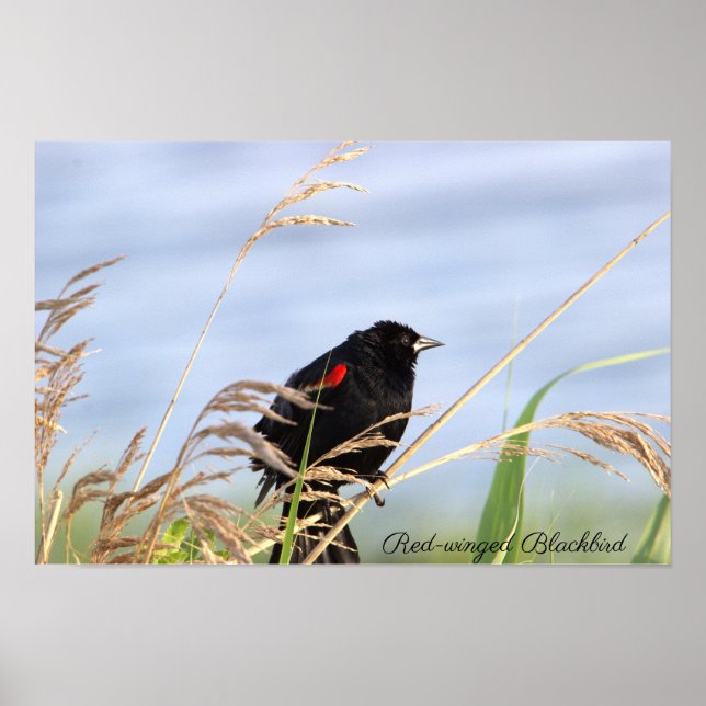 Póster Poster de las aves negras (Frente)