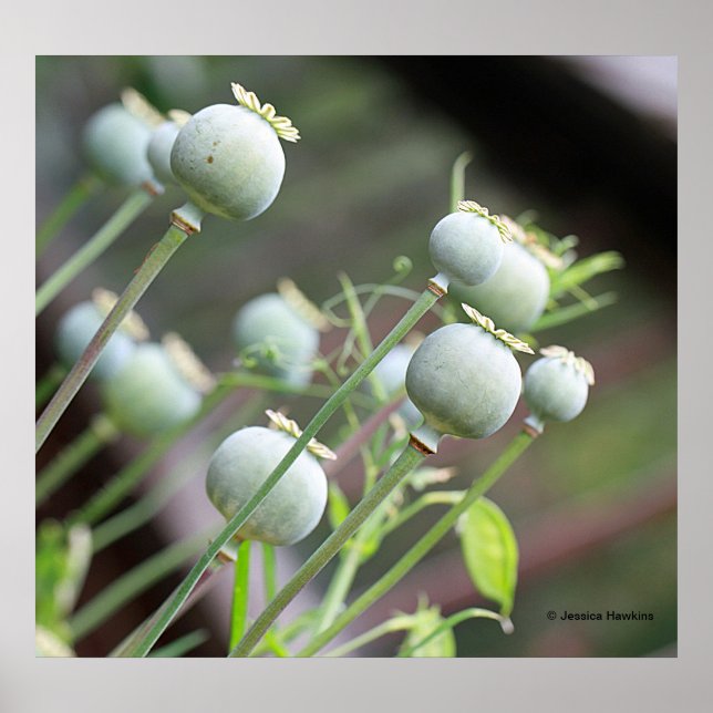 Póster Poster de las cápsulas de amapola (Frente)
