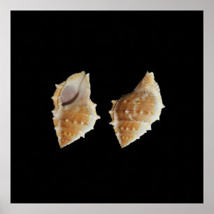 Póster Poster de las conchas marinas