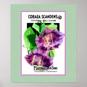 Póster Poster de las flores alpinas de la catedral