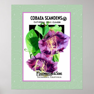 Póster Poster de las flores alpinas de la catedral