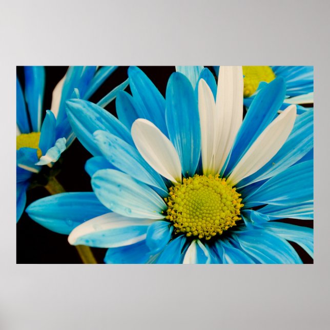 Póster Poster de las flores azules (Frente)