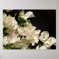 Poster de las flores blancas de Bougainvillea