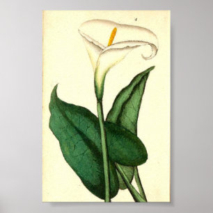 Póster Poster de las flores de cosecha