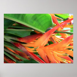 Póster Poster de las flores de Heliconia en Hawái