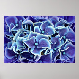 Póster Poster de las flores de Hydrangea