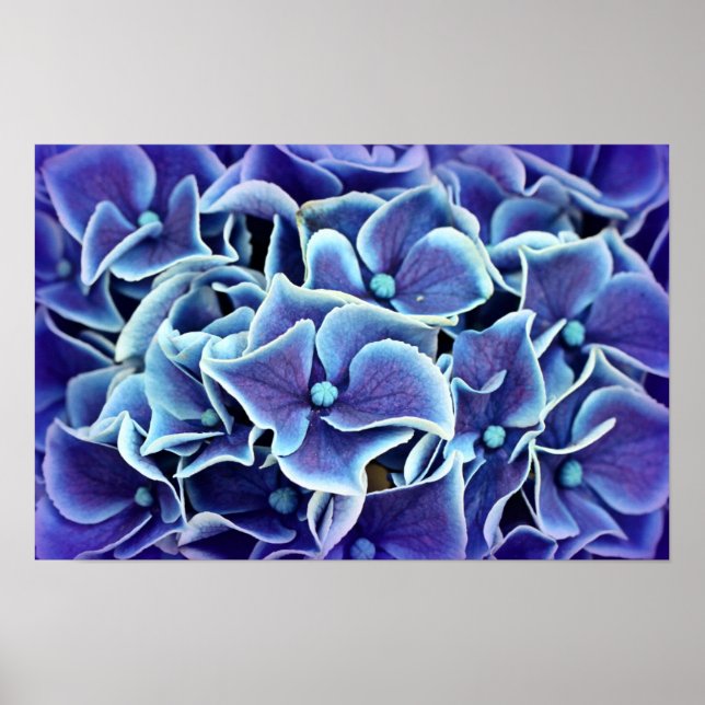 Póster Poster de las flores de Hydrangea (Frente)