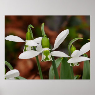 Póster Poster de las flores de nieve