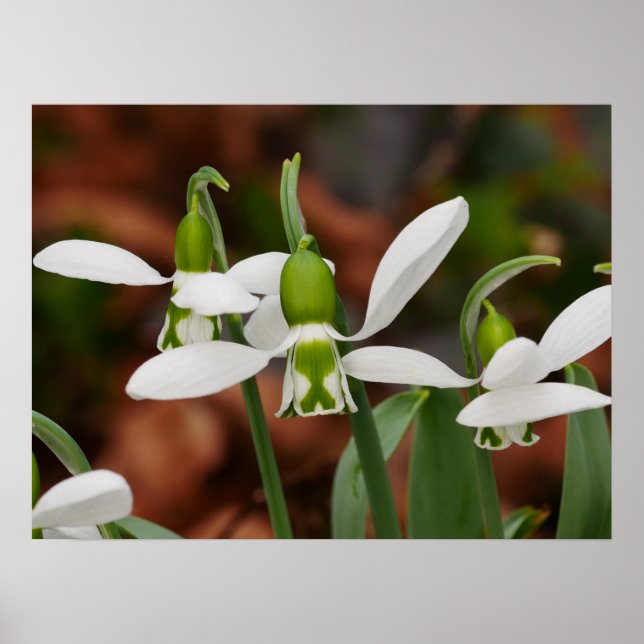 Póster Poster de las flores de nieve (Frente)