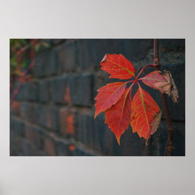 Póster Poster de las hojas rojas (Frente)