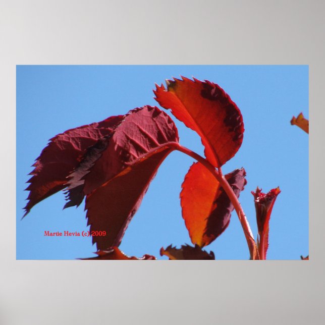 Póster Poster de las hojas rojas y el cielo azul - Califo (Frente)