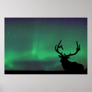 Póster Poster de las luces del norte