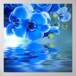 Pósters Azul Orquídeas | Zazzle.es