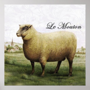 Póster Poster de las ovejas