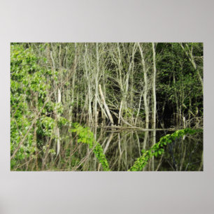 Póster Poster de las reflexiones del árbol del río
