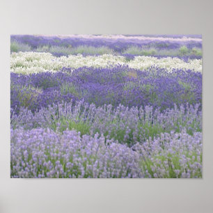 Póster Poster de lavanda