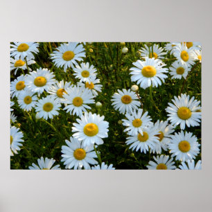 Póster Poster de Lazy Daisy Afternoon
