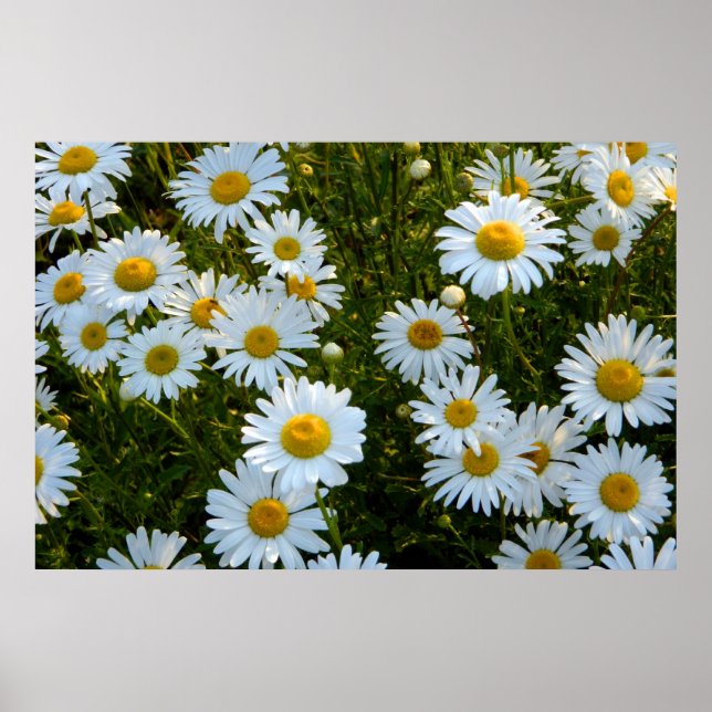 Póster Poster de Lazy Daisy Afternoon (Frente)