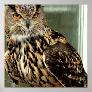 Póster Poster de Lechuza de Largo Plazo