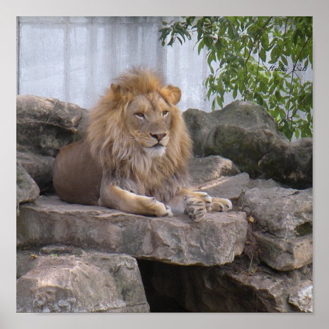 Póster poster de león 1 (Frente)