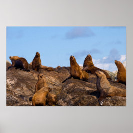 Póster Poster de león marino