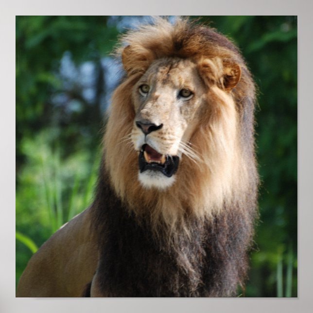 Póster Poster de león Regal (Frente)