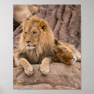 Póster Poster de leones