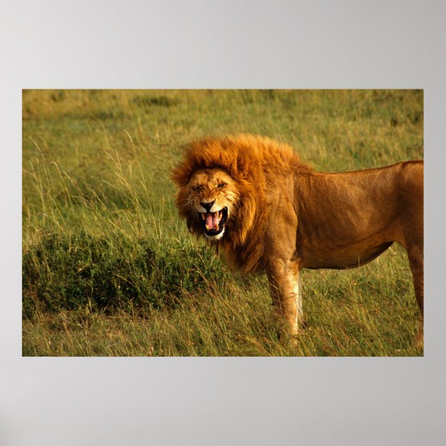 Póster Poster de leones (Frente)