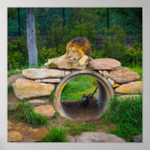 Poster de leones