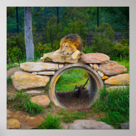 Póster Poster de leones