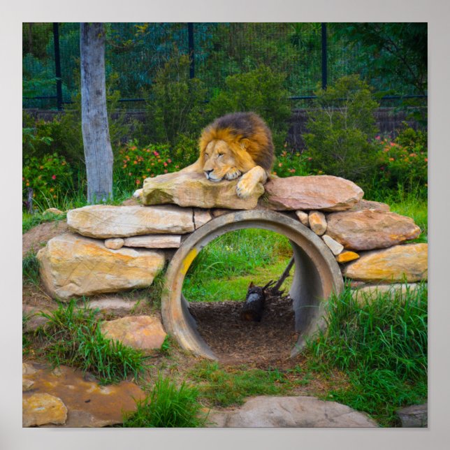 Póster Poster de leones (Frente)