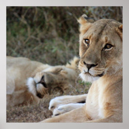 Póster Poster de leones