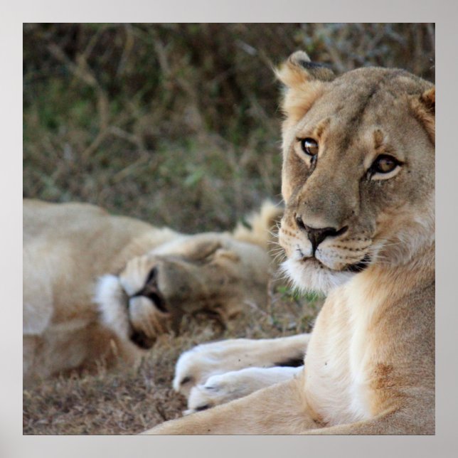 Póster Poster de leones (Frente)