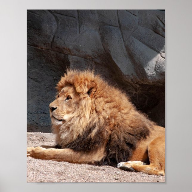 Póster Poster de leones (Frente)