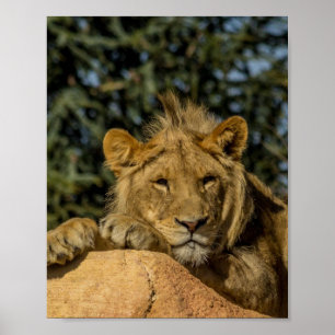 Póster Poster de leones