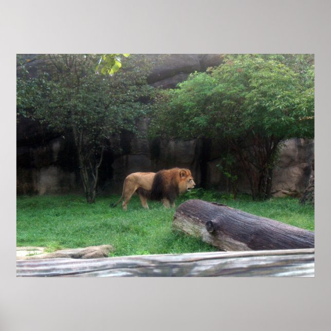 Póster Poster de leones (Frente)