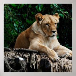 Póster Poster de leones