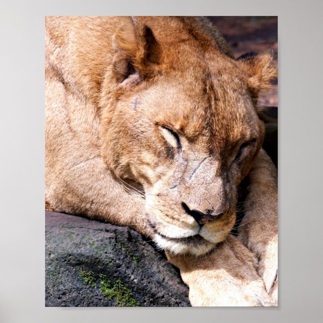 Póster Poster de leones (Frente)
