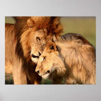 Póster Poster de leones