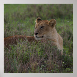 Póster Poster de leones