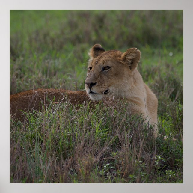 Póster Poster de leones (Frente)