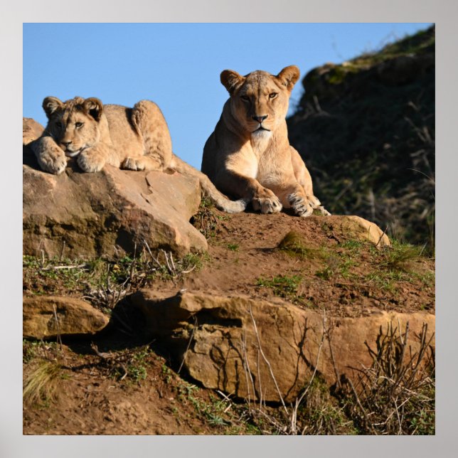 Póster Poster de leones (Frente)