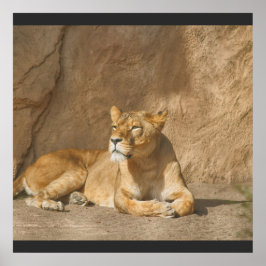 Póster Poster de leones