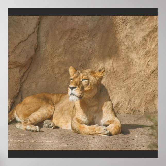 Póster Poster de leones (Frente)