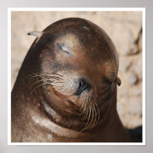 Póster Poster de leones de mar dulce (Frente)