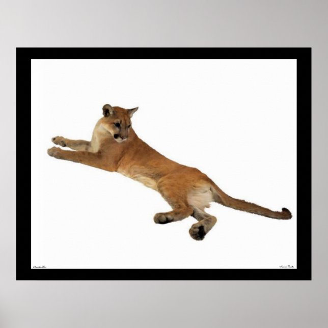 Póster Poster de leones de montaña (Frente)