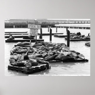 Póster Poster de leones marinos Pier 39