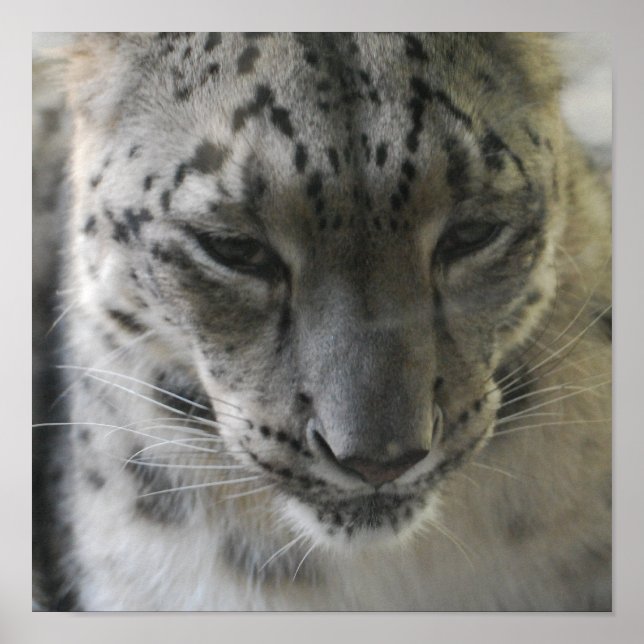 Póster Poster de Leopardo de la Nieve (Frente)