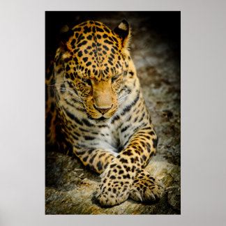 Póster Poster de leopardo en reposo